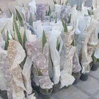 حراج حراج حراج گل سانسوریا|گل و گیاه طبیعی|نیشابور, ابراهیم ادهم|دیوار