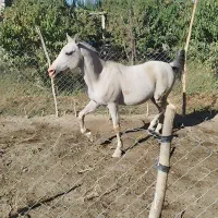 اسب نریان|اسب و تجهیزات اسبسواری|صوفیان, |دیوار