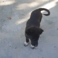 توله سگ نگهبان|سگ|محلات, |دیوار