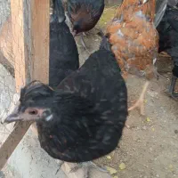 مرغ و خروس مینیاتوری|حیوانات مزرعه|مشهد, بلال|دیوار