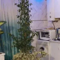 گل(درختچه) بنجامین