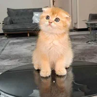 گربه های دلربا و کیوت