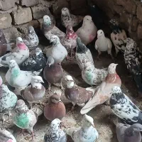 ۵۰ عدد کفتر