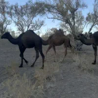 فروش شتر هاشی