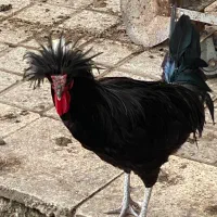 خروس لهستانی