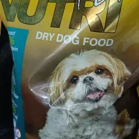 آف ویژه غذا خشک سگ  و گربه|لوازم جانبی حیوانات|بروجرد, |دیوار