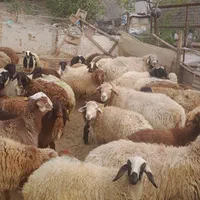 گوسفند زنده با قصاب تمیز کار درب منزل