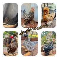 تخم مرغ نژادی و تخم بوقلمون برنز|خوردنی و آشامیدنی|یاسوج, |دیوار