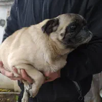 پاگ زیبا وخاص|سگ|بابل, |دیوار