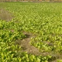 بذرکاهوسفیدروغنی|خوردنی و آشامیدنی|کردکوی, |دیوار