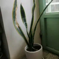 گل سانسوریای ابلق