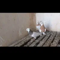۳۰۰۰۰۰۰۰|پرنده|مشهد, شهرآباد|دیوار
