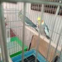 عروس هلندی مولد|پرنده|قزوین, |دیوار