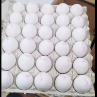 پخش تخم مرغ