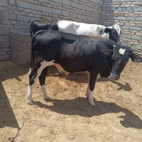 11تا گوساله نر