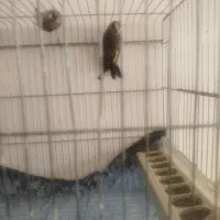 دوتاسهره سرسیاه جوجه قفس پلاک پا