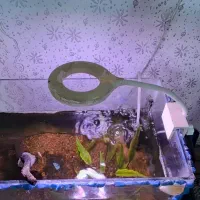 اکواریوم ۵۰ سانتی پلنت با لوازم و ماهی|ماهی|رشت, حومه رشت|دیوار