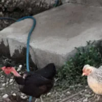 دوعدد مرغ محلی سالم جوان