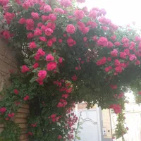 پرستار خانم
