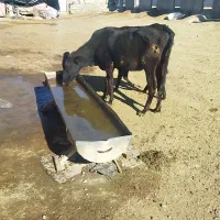 ماده گاو|حیوانات مزرعه|مریوان, |دیوار