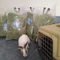 یونجه|لوازم جانبی حیوانات|کرج, عظیمیه|دیوار