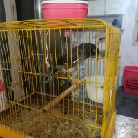 مرغ مینا سخن گو و عروس هلندی دستی