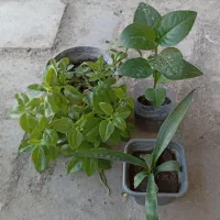 گل وگیاه|گل و گیاه طبیعی|کنارک, |دیوار