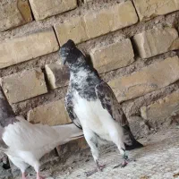 کبوتر پرشی