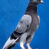 کفتر کبکی