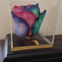 رز جاودان