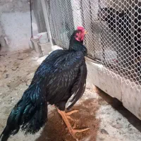 چند عدد خروس لاری|حیوانات مزرعه|میاندوآب, |دیوار