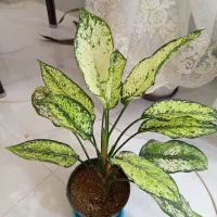 حراج|گل و گیاه طبیعی|ارومیه, |دیوار