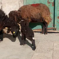 میش بره دار