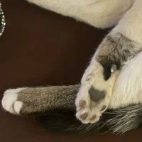 گربه گمشده|حیوانات|شیراز, بعثت|دیوار