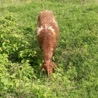 یه عدد گوسفند جوان داشتی