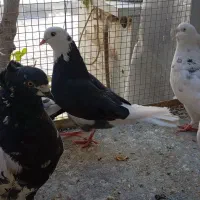 کفتر شازده،سینه دم سیاه|پرنده|نائین, |دیوار