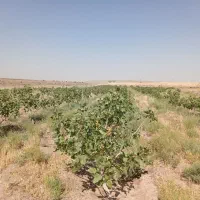 باغ پسته