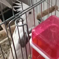 عروس هلندی|پرنده|رباط‌کریم, رباط‌کریم|دیوار