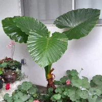 فروش عمده گیاه باباآدم