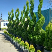 نهال زینتی کاج نهالستان