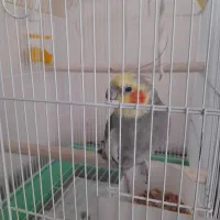 عروس هلندی نر اهلی