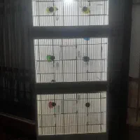 قفس پرنده بزرگ و عالی