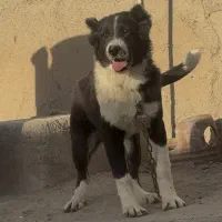 سگ توله قدرجونی|سگ|باقرشهر, |دیوار