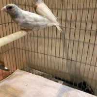 فنچ ماده گلدین و جفت سیلور