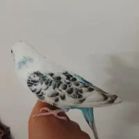 مرغ عشق|پرنده|اصفهان, شهرک میلاد|دیوار