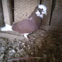 کفتر پرشی به شرط|پرنده|خزل, |دیوار