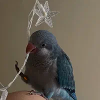 طوطی راهب ۵ ماهه با قفس و کیف حمل و غذا|پرنده|شهریار, شهریار|دیوار