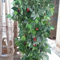 درخت گیلاس