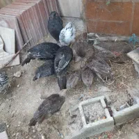 تعدادی بقلمو بفروش میرسد فلاورجان|حیوانات مزرعه|فلاورجان, |دیوار