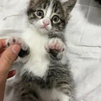 واگذاری بچه گربه ۲ ماهه|گربه|تهران, ارامنه|دیوار